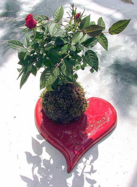 Kokedama Rosal