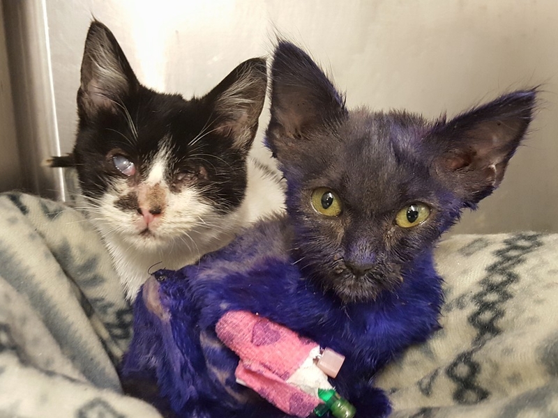 in the (212) Rescued Purple Kitty Used as a ‘Dog's Chew Toy