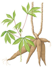 Cassava peels for alternative energy sources?