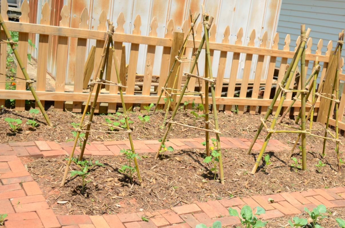 Bamboo Trellis Tutorial