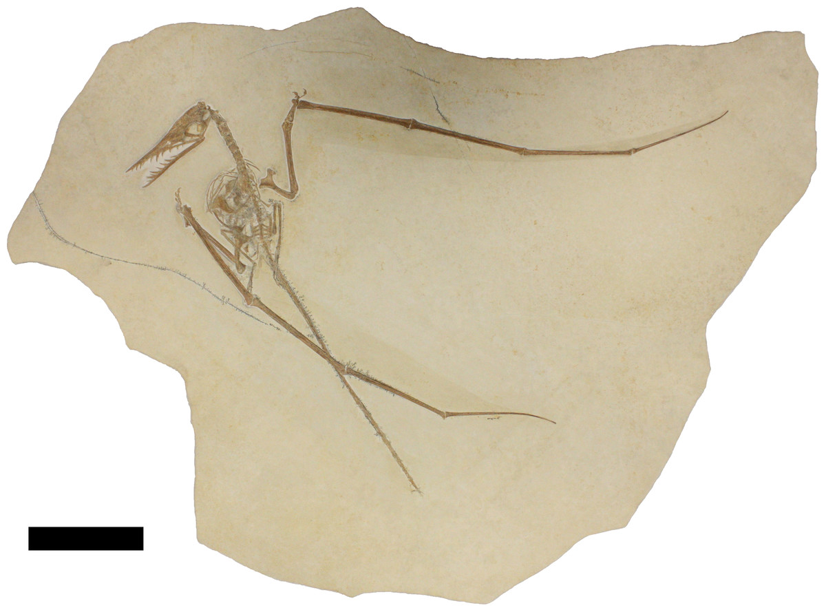 A ropey Rhamphorhynchus  Dave Hone's Archosaur Musings