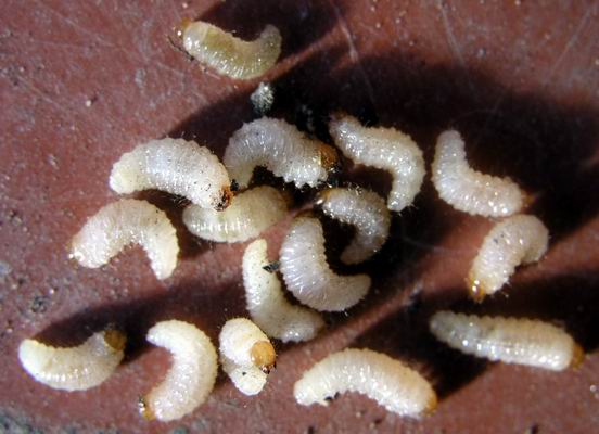Kitchen Weevils