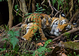 Tigers at Bandhavgarh National Park