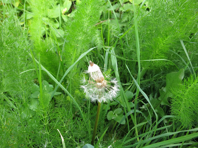 Dandelion with seeds -  in a bed of fennel.