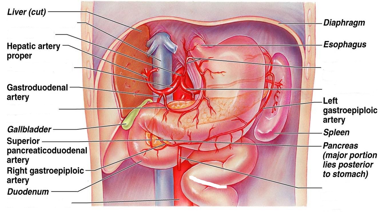 thoracic cavity diagram blank labeled diagram of the euglena thoracic cavity diagram blank labeled diagram of the euglena