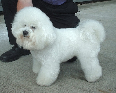 Bichon Frise Dog