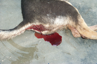 Chó đi tiêu ra máu tươi trong bệnh parvo.