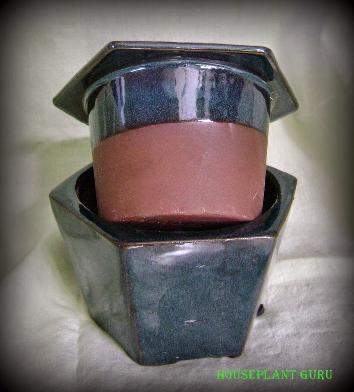 Andy Mcindoe S Designer S Diary Pieris Perfect For Pots In Shade