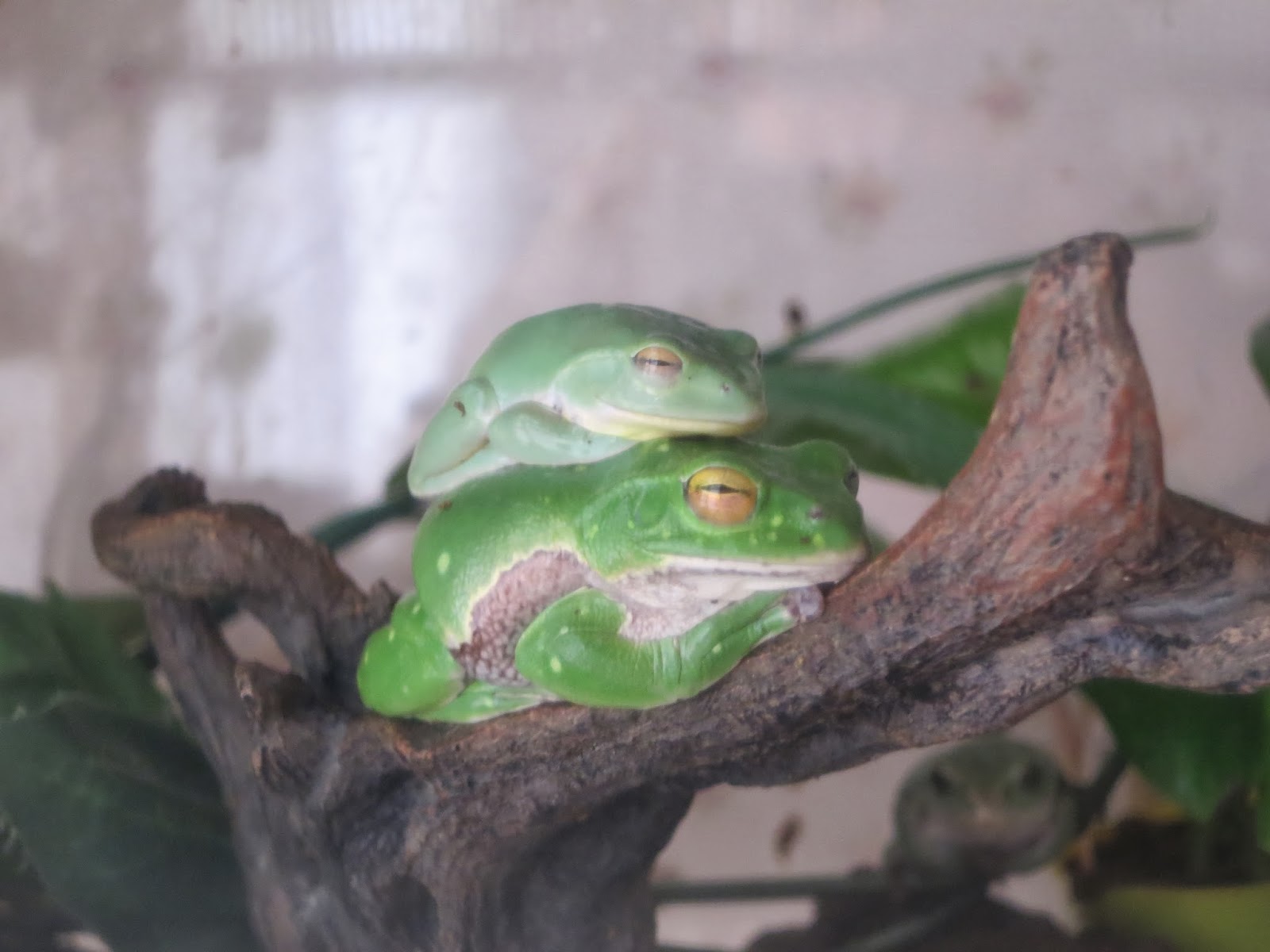 東海道のカエルのブログ 二段のアオガエル