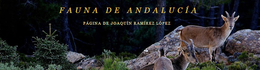 Fauna de Andalucía