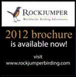 rockjumperbirding