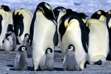 வியப்பு..! Penguins+in+fathers+ppuch
