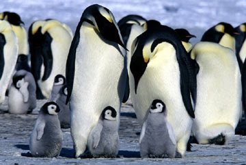 முட்டை இட்டுக் குஞ்சு பொறித்தபின் தாய் அதற்குப் பால் ஊட்டும்..! Penguins+in+fathers+ppuch