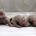 Nacen los primeros trillizos pandas que sobreviven en cautiverio