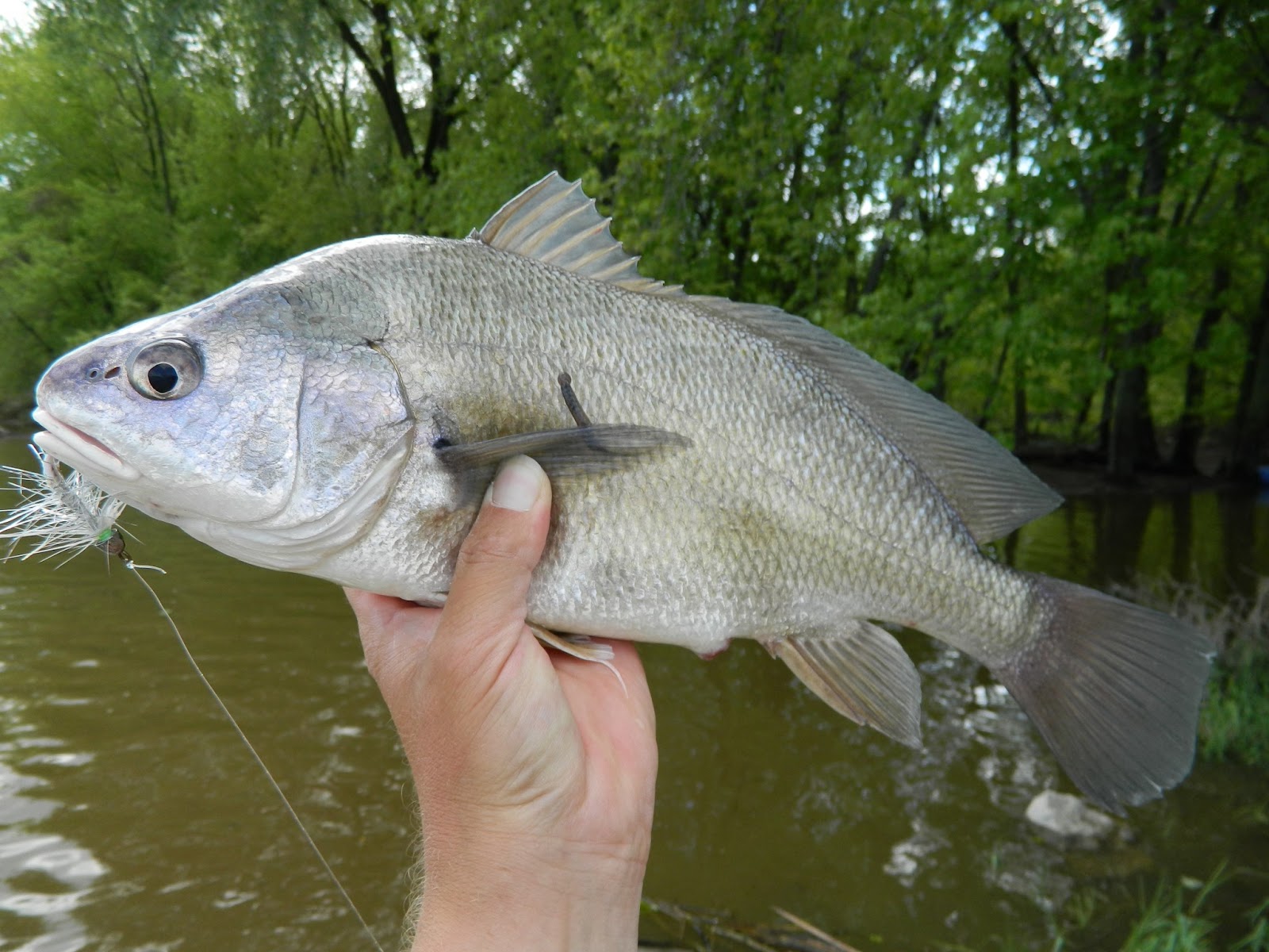 What Does A Drum Fish Look Like at Tina Lanoue blog