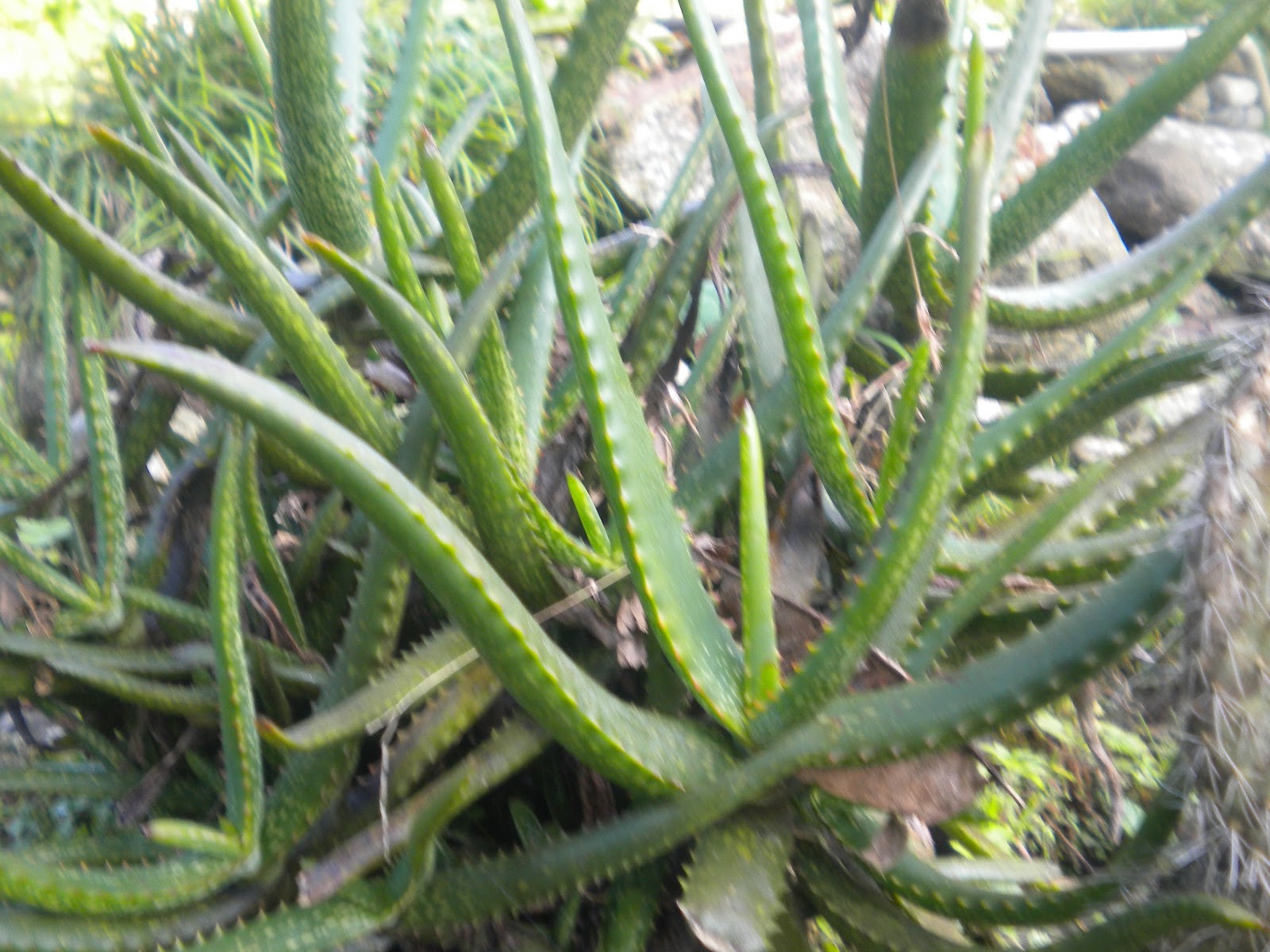 Himalayan Medicinal Plants Himalayan Flower Nursery