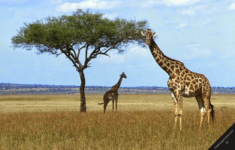 Pashudhan and Animal Science : Giraffe – Beautiful tallest animal in the  world