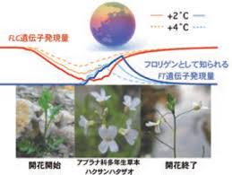 温度上昇による「フロリゲン」FT発現調節 <br>(開花と閉花)