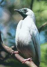 Fauna Bacia Taquari-Antas - Fonte: Aepan-ONG - Série: Aves