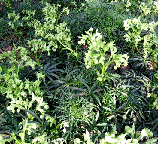 1003 Gardens Sarcococca Hookeriana Maybe A Particularly