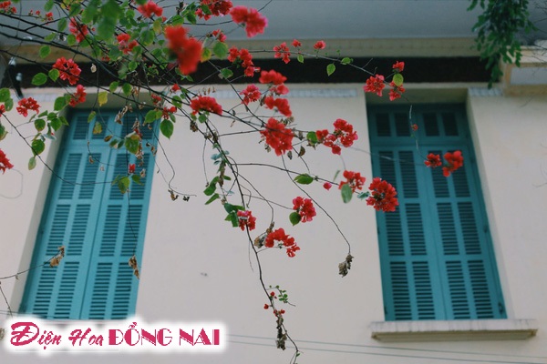 [Image: Do-ruc-nhung-chum-hoa-giay-giua-mua-dong-Ha-Noi-5.jpg]