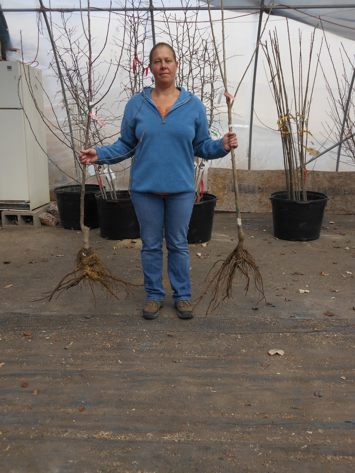 BareRoot Fruit Trees Available Now!