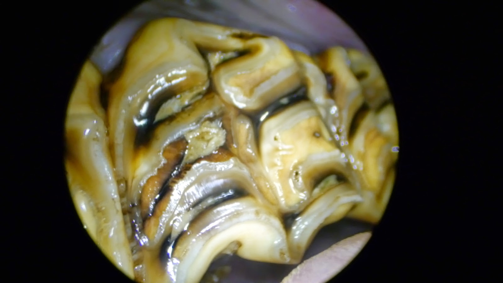 Equine Dentistry Oral endoscopic examination in the horse