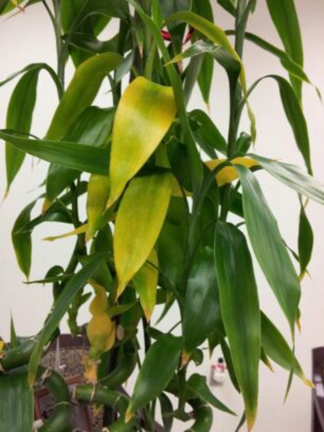 Bamboo Leaves Turning Yellow Bamboo Products Photo