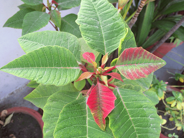 top 28 what makes poinsettia leaves turn home care tips for your poinsettia landscape top 28 what makes poinsettia leaves turn home care tips for your poinsettia landscape