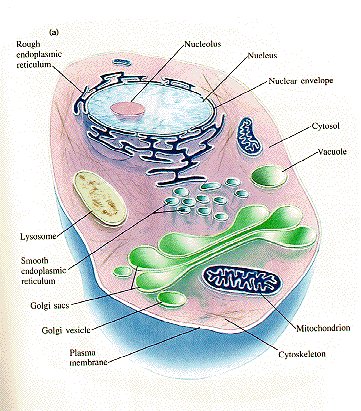 Sel Hewan dan Tumbuhan, Perbedaan Sel Hewan dan Tumbuhan, Teori Tentang