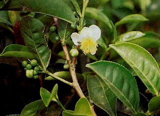 Teh (Camellia sinensis [L.] Kuntze )