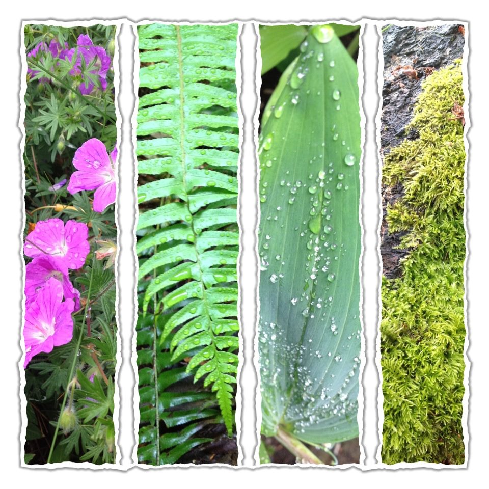 Jessica�s wonderful world of plants Kingdom Plantae