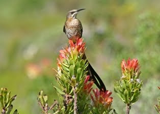 Cape Sugarbird