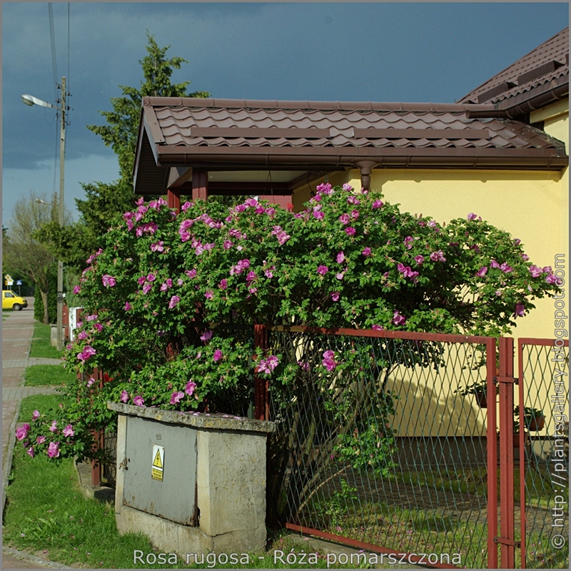 Rosa rugosa habit - Róża pomarszczona pokrój