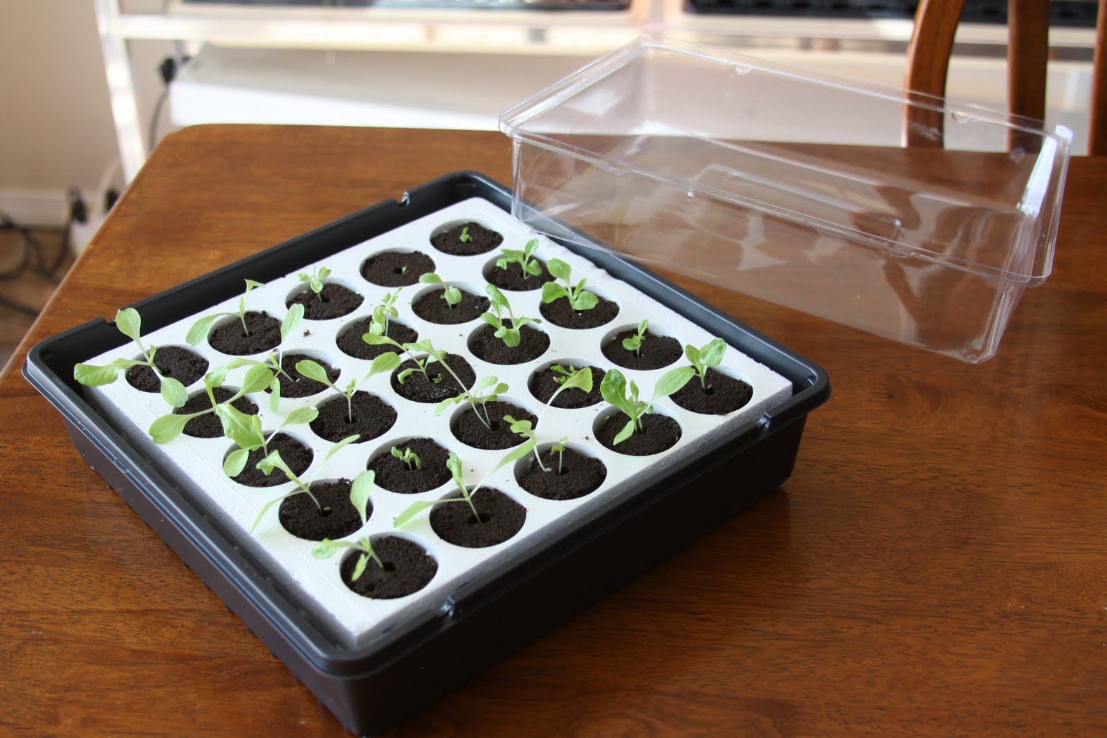 Seed Starter Kit with Cover