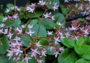Crassula multicava