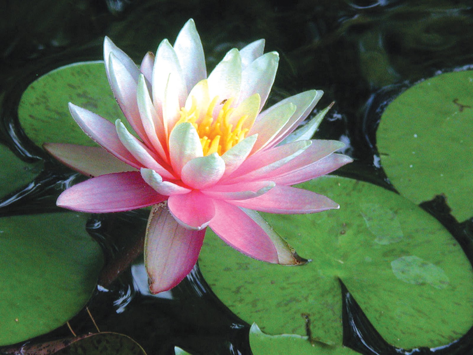 Science Form 3 Chapter 4 Reproduction alL aBoUt LiFe