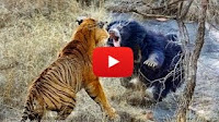 Top 10 Photographs Of Vicious Animal Fights