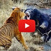 Top 10 Photographs Of Vicious Animal Fights