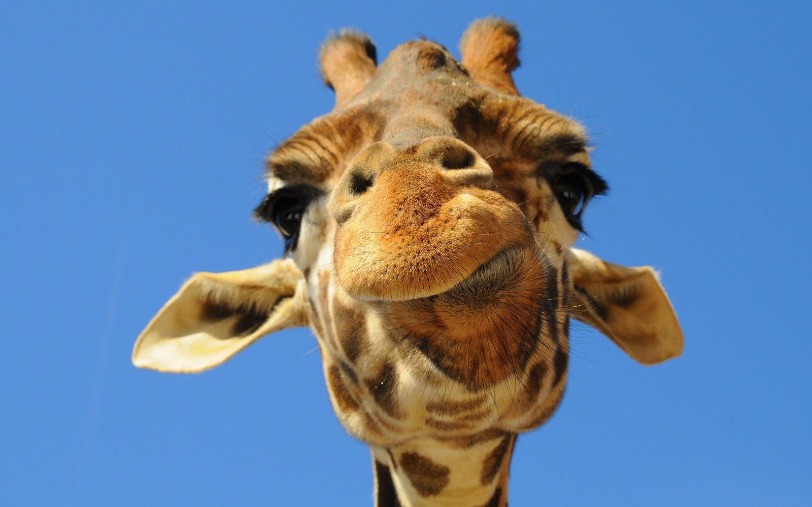 Giraffe Achtergronden | HD Wallpapers