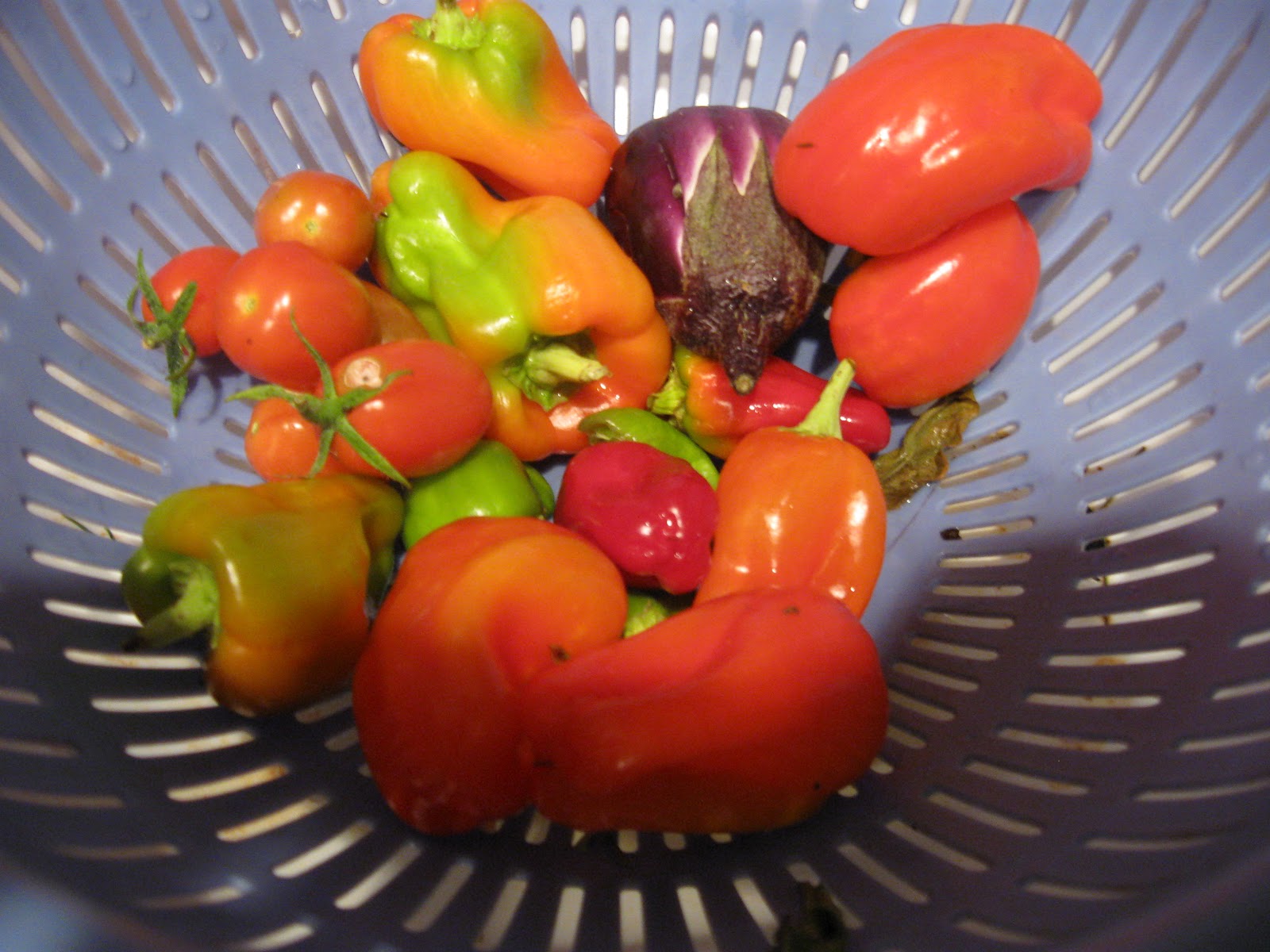 Growing Food in Florida When to Start Tomato Seeds in Florida