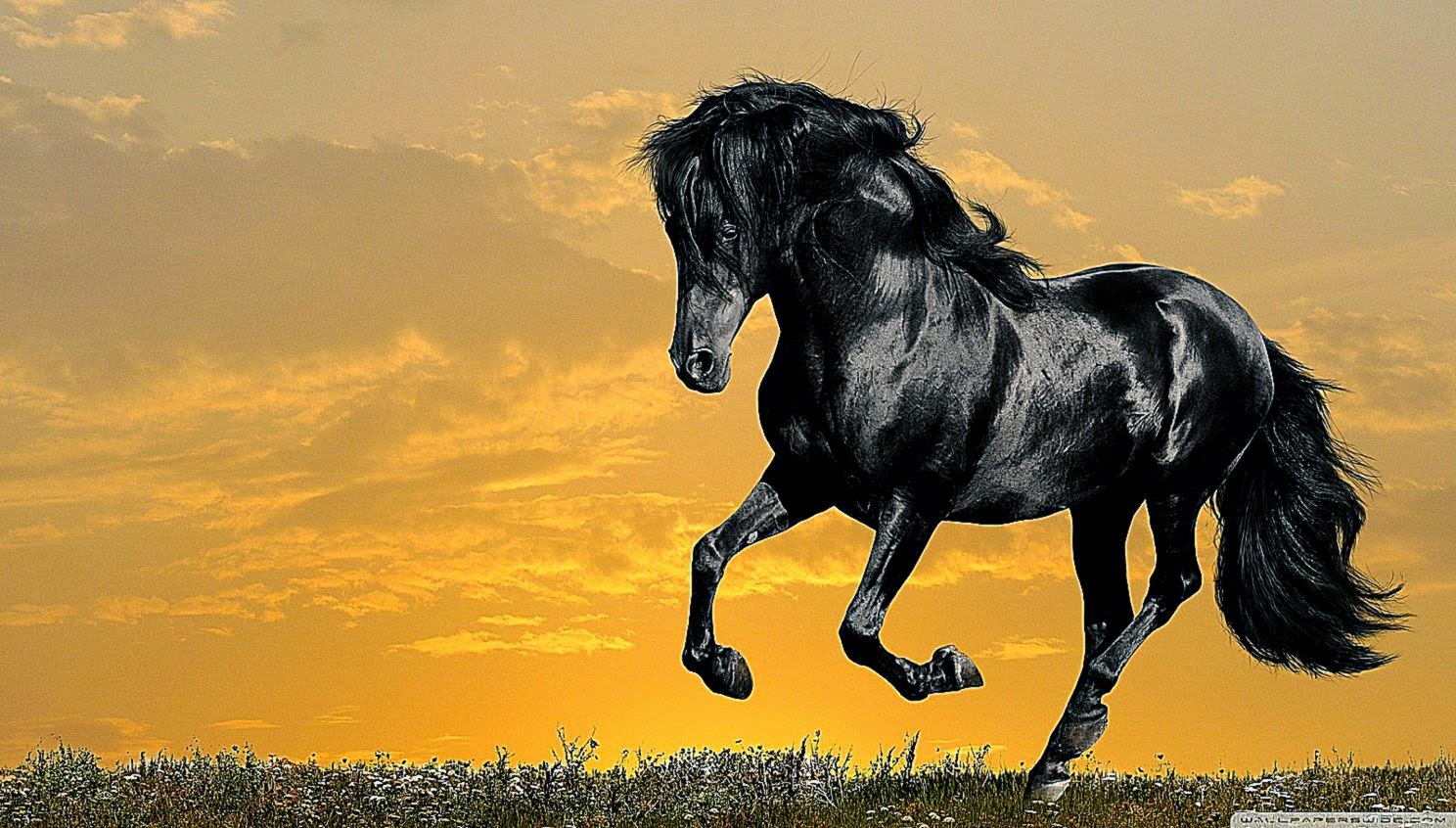 Black Horse Running HD desktop wallpaper Widescreen High Black Horse Running HD desktop wallpaper Widescreen High