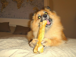 Pomeranian big dog toy