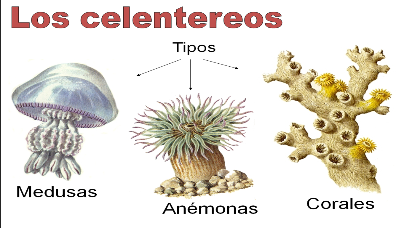 Celentéreos - Cnidarios ~ Con-CIENCIA