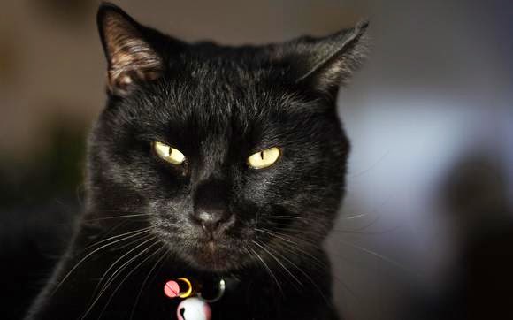 Черная кошка Черная кошка