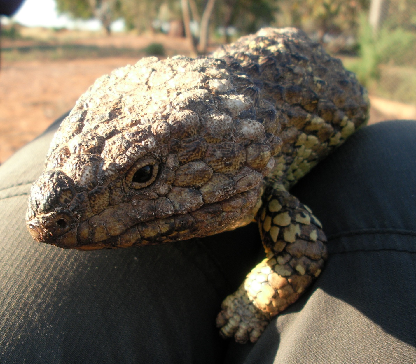 Parasite of the Day Special Report ASP2012 (Australia) Part III