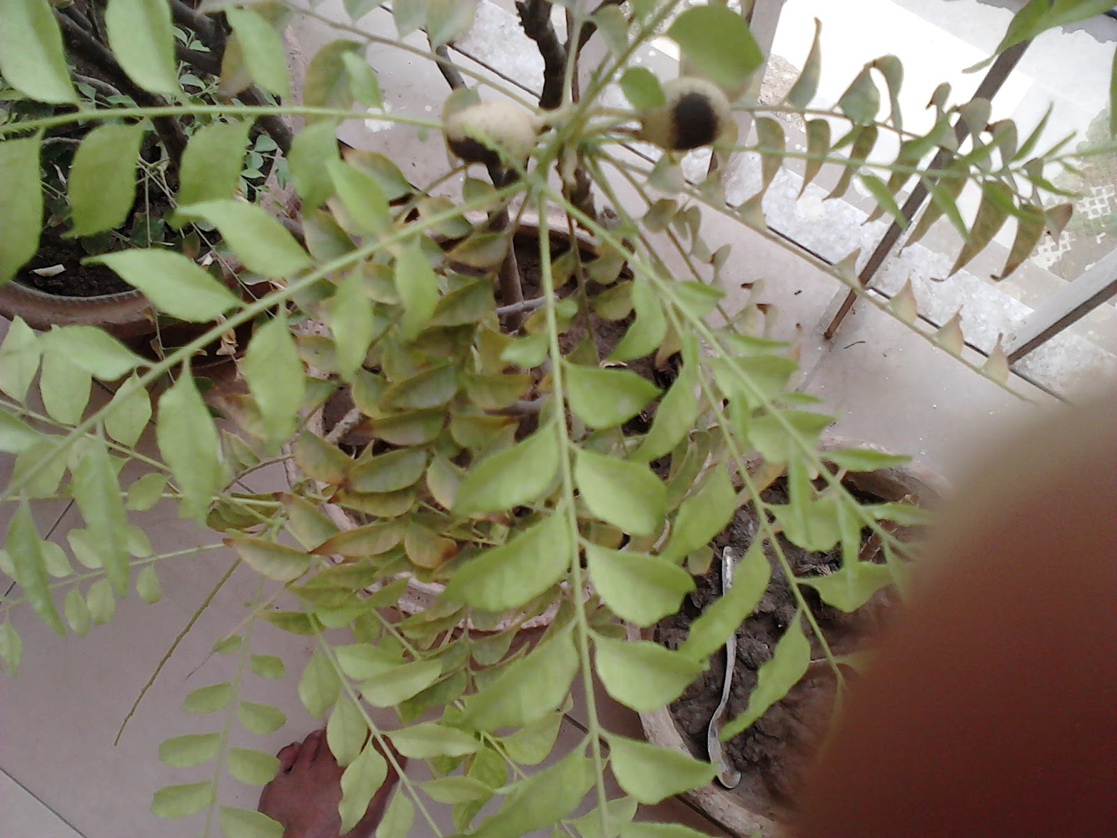 Garden Care Simplified Neem Plant Growing in Container