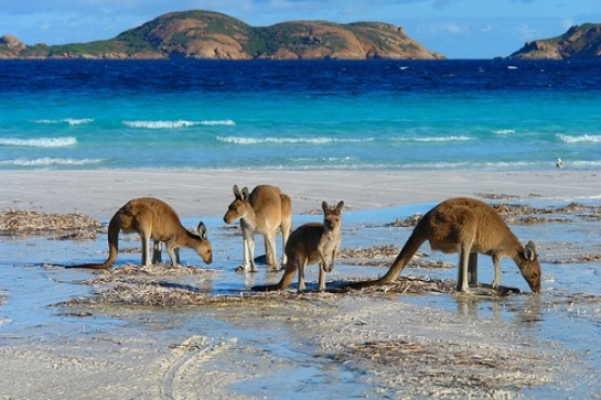 Lucky Bay (Australia).