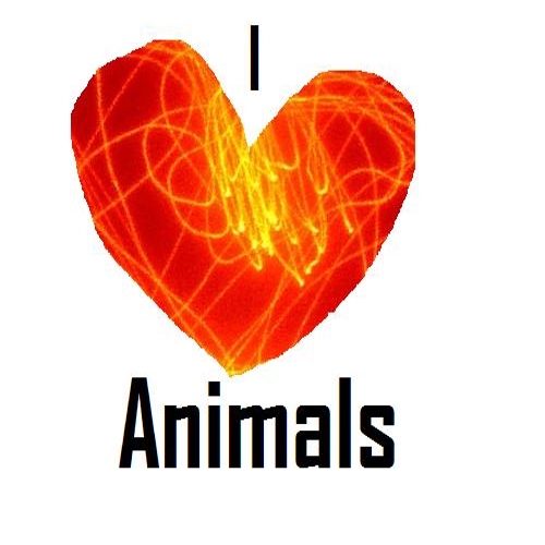 I 3 Animals