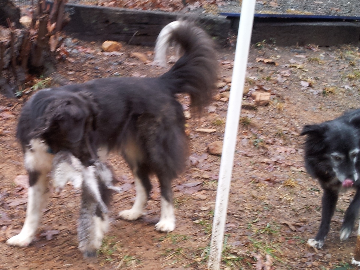 The Days of Johann, an agility dog! How to catch a squirrel by master squirrel catcher, Johann